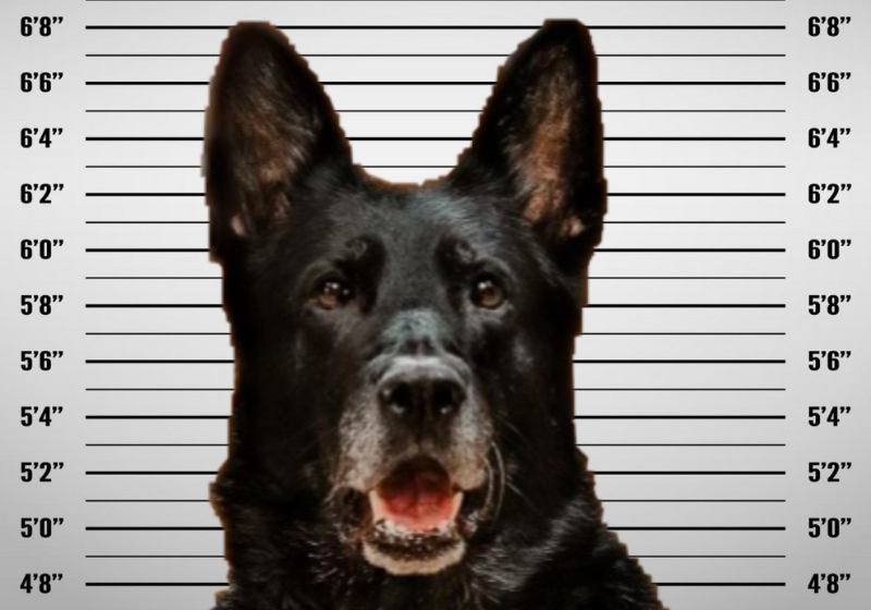 O cão foi fichado porque comeu o almoço de um dos companheiros da delegacia, mas ganhou apoio de toda a comunidade - Foto: reprodução Facebook