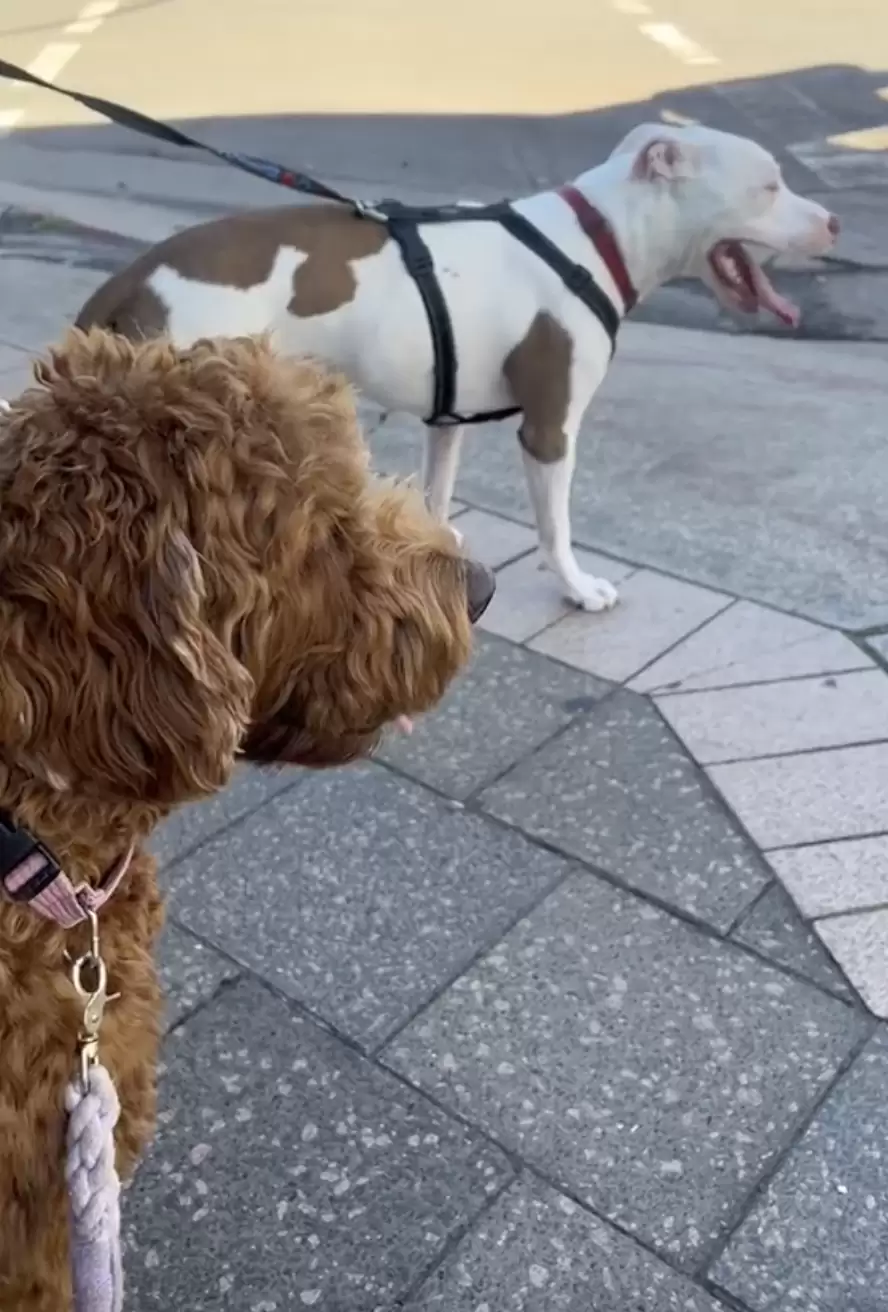 Os dois apaixonado a caminho do primeiro encontro no parque. Que romântico! Foto: Reprodução/@wins.world/TikTok.