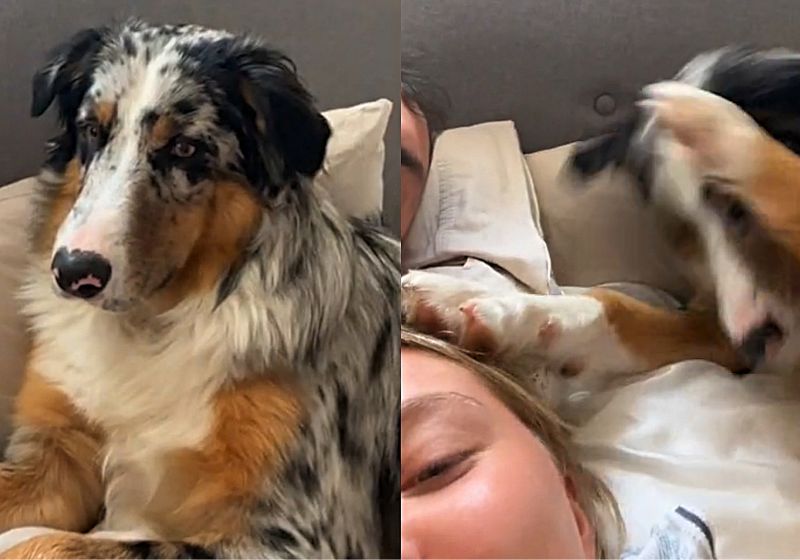 O cãozinho Nelson não é muito amigável quando se trata do namorado de sua tutora, ele dá tapas mesmo! Foto: Reprodução/@the.not.so.mini.nelson/TikTok.