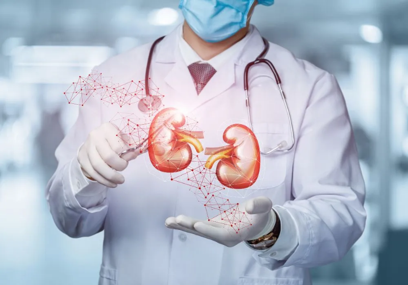 Cientistas de Cingapura regeneram as células do rim e trazem boas perspectivas para a Medicina - Foto: Pixabay