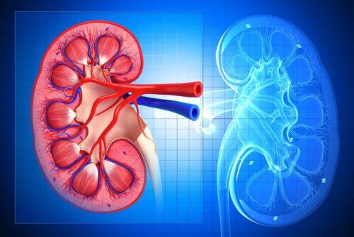 A terapia tem potencial para tratar insuficiência renal. - Foto: Pexels
