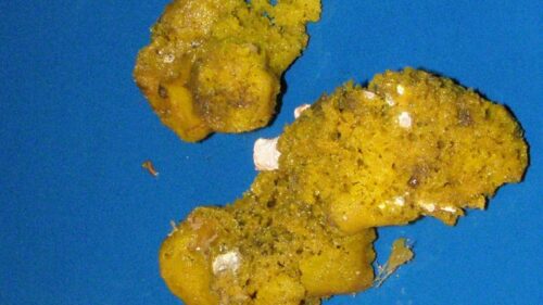 As esponjas ajudarão a aumentar os tratamentos disponíveis hoje para Parkinson. - Foto: Foio: Vladimir B. Krasokhin