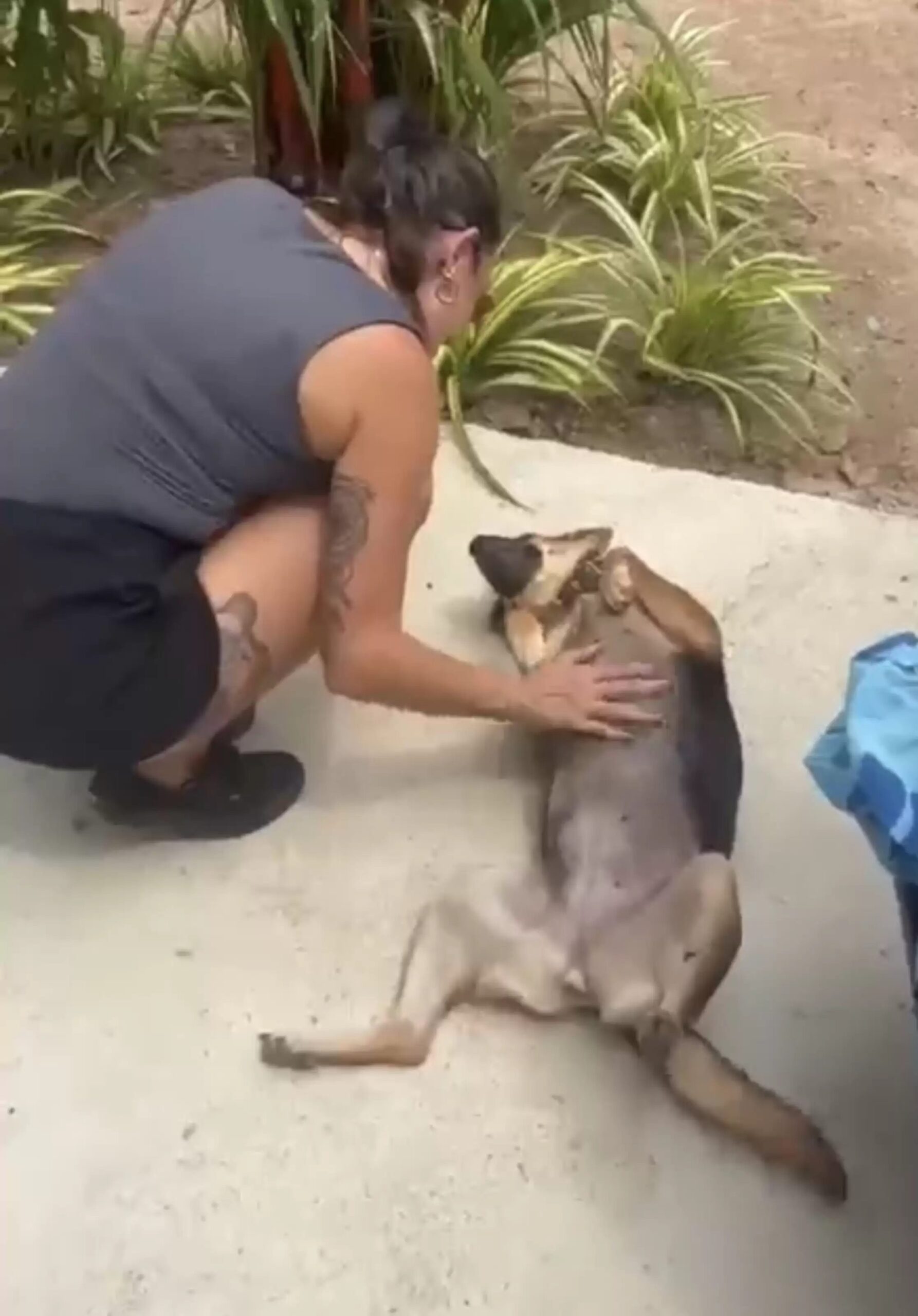 A filhote Esperança só precisava de amor e carinho Foto: TWITTER/@NIALLHARBISON