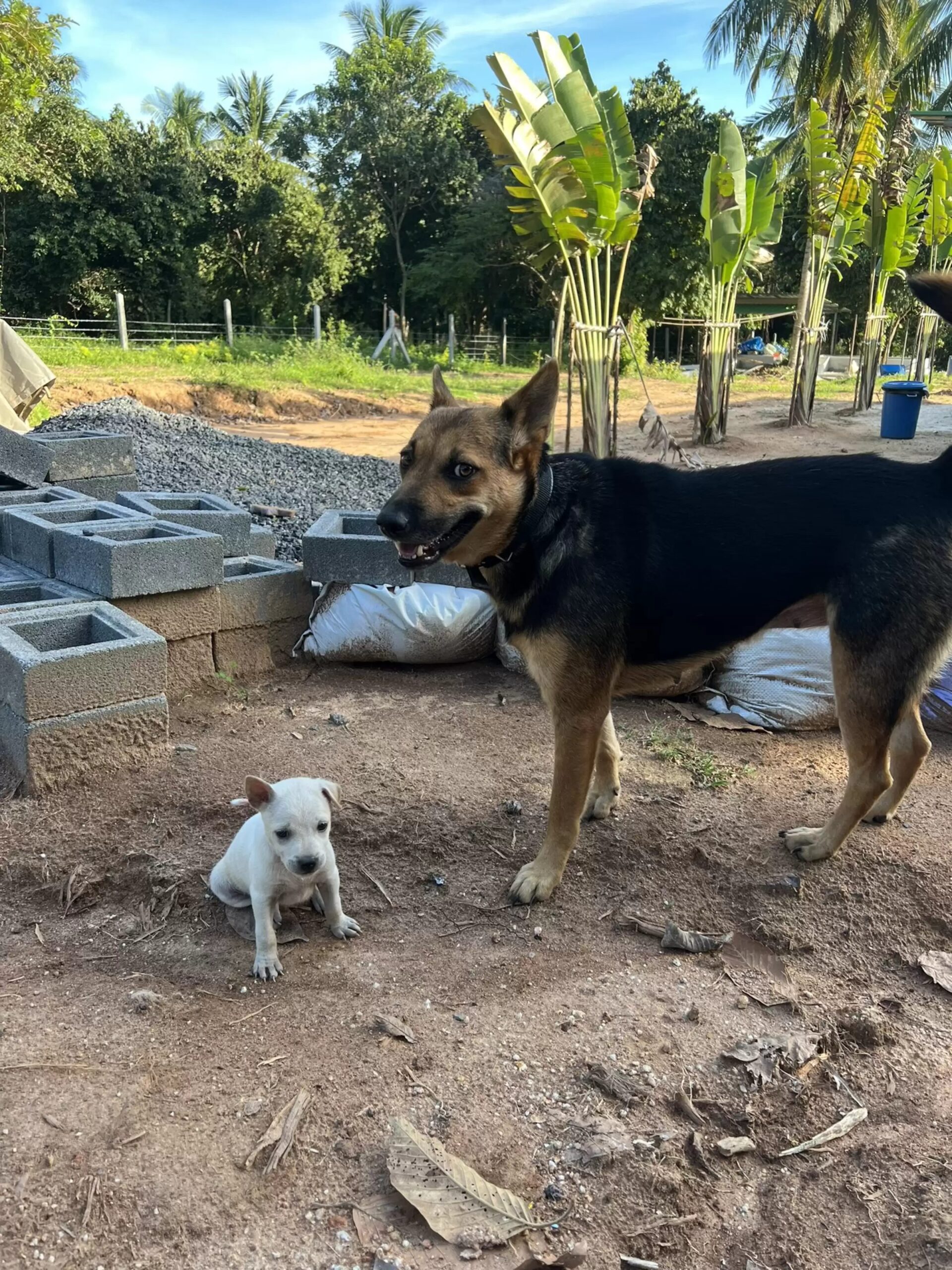 A filhote encontrada ferida foi tratada e ganhou um lar - Foto: TWITTER/@NIALLHARBISON