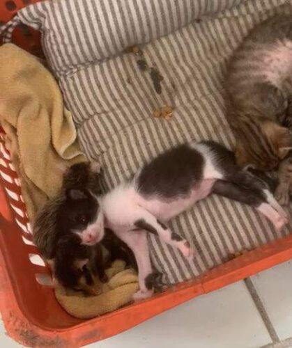 A mamãe gata e os filhotes de gambá - Foto: Divulgação / Guarda Municipal de Vila Velha