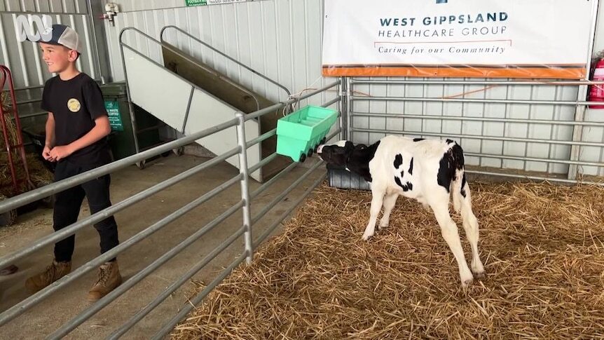 O bezerrinho se tornou atração da cidade. Eu não aguento que parece que ele tá sempre rindo pra gente! kkkk. Foto: Reprodução/ABCNews.