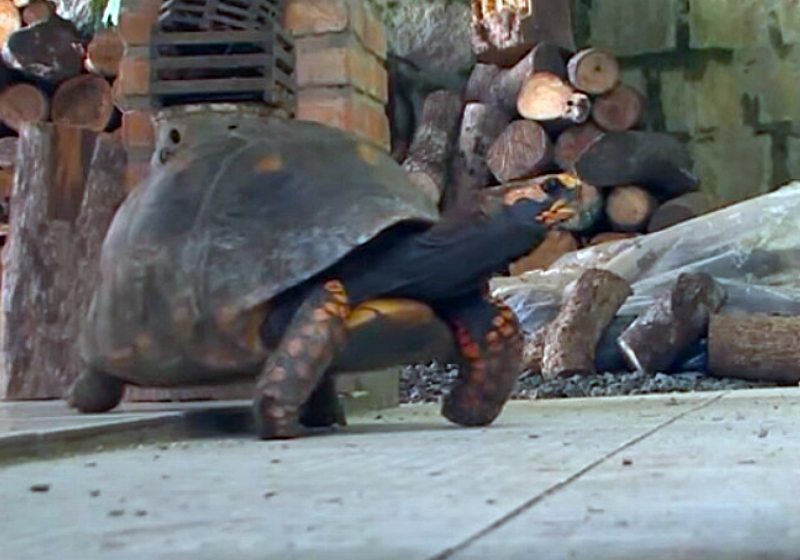 Juracir é uma senhora jabuti de 100 anos que viu muita coisa acontecer na história desse planeta - Foto: (Foto: Reprodução YouTube/ Programa Ver Mais Joinville