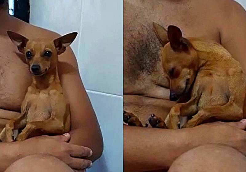 Diferente dos outros pinschers, o cãozinho adoro um colo dos seus donos. - Foto: Reprodução/Arquivo Pessoal
