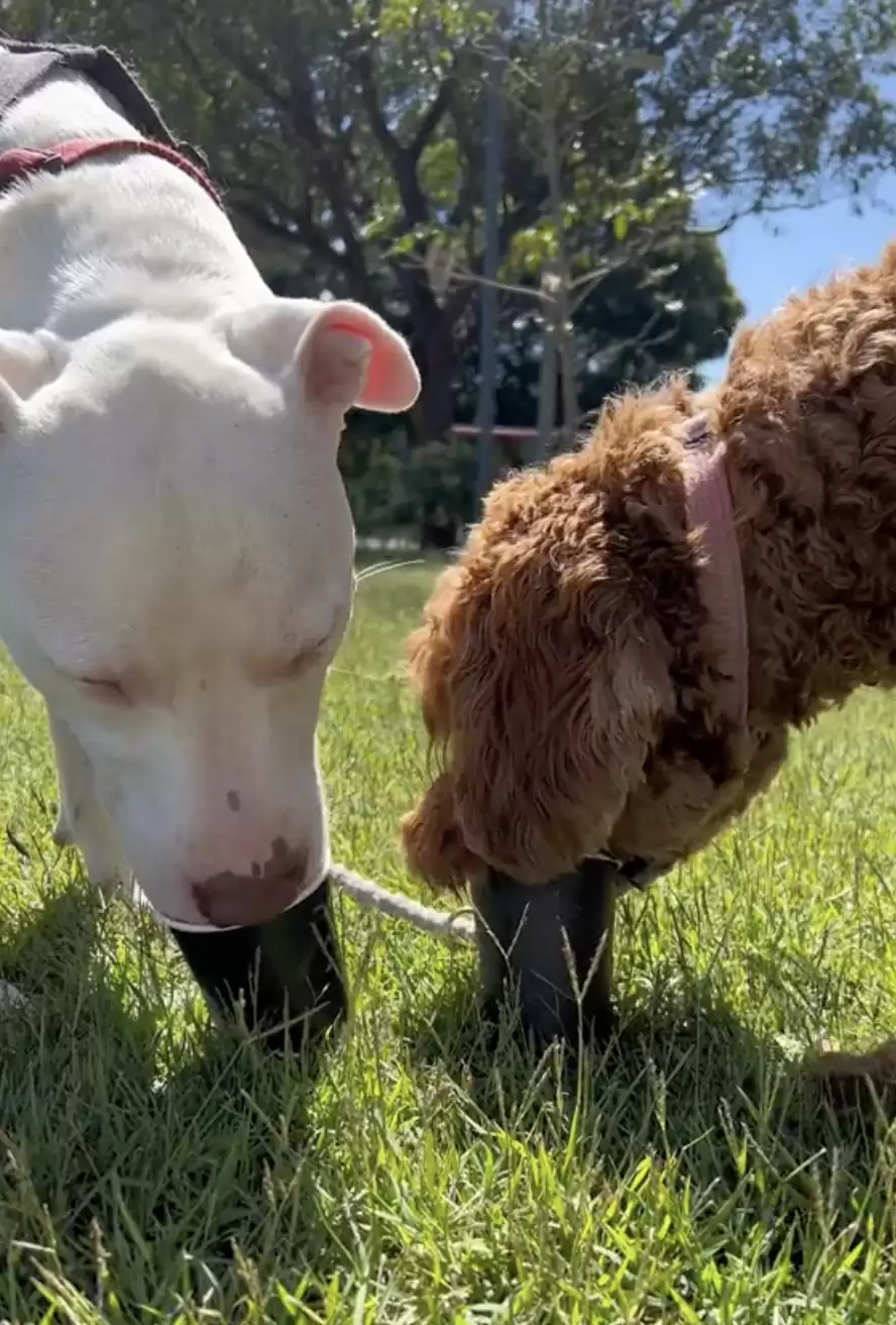 O cãosal apaixonadinhos no primeiro encontro. Eles tomaram cafézinhos próprio para cachorros! Foto: Reprodução/@win.world/TikTok.