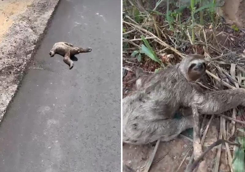 Ela publicou o vídeo em seu Instagram e foi aplaudida pelos internautas pelo seu gesto de compaixão com bicho-preguiça. Fotos: Reprodução/Vídeo