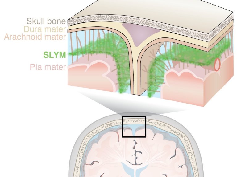A descoberta da SLYM pode ser a porta para muitas respostas sobre a organização do líquido cefalorraquidiano. Foto: Reprodução/Universidade de Copenhague/Science.