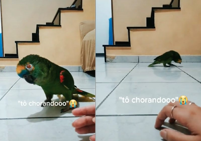 O Louro é um papagaio ou ator? Ele chora de mentira para arrancar carinho quando a tutora chega do trabalho - Fotos: reprodução / TikTok