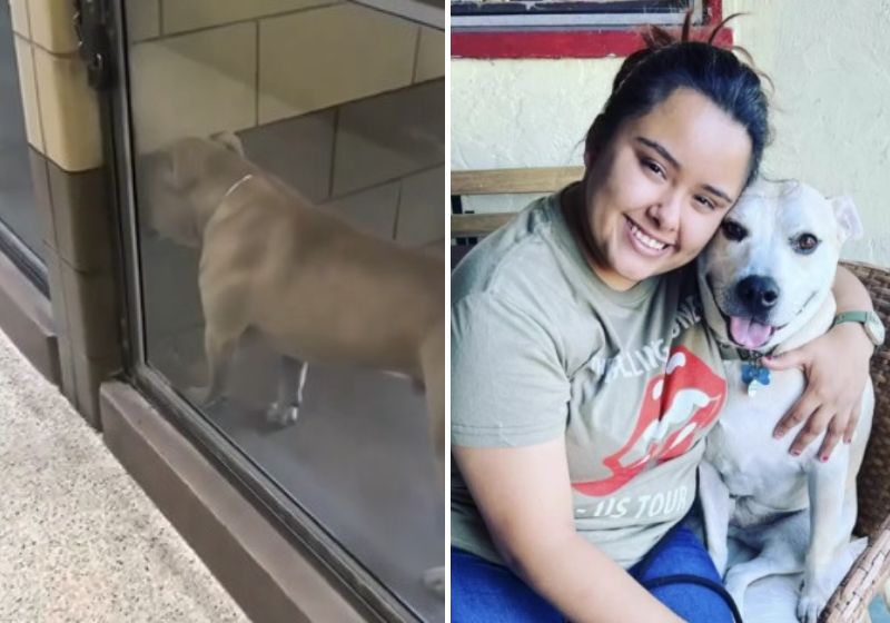 A raça pitbull ainda é muito discriminada, o que leva muitos cães desta raça, como Hogan, a serem rejeitados por famílias e abrigos. Fotos: Reprodução/Internet