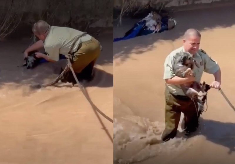 Um policial salva um cão e se torna o herói de toda comunidade. Ele retirou o animal, que era levado pela correnteza de um rio, no Chile. - Foto: Divulgação/Carabineros
