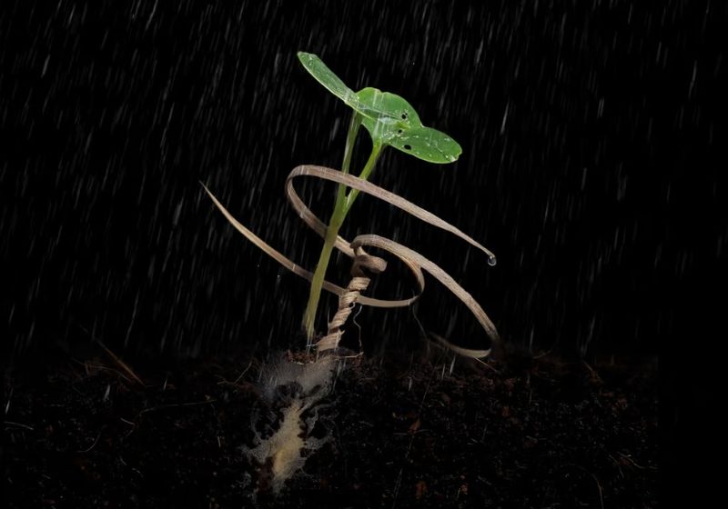 O E-seed, dispositivo que abre túneis e espalha sementes na terra pode ajudar a reflorestar natureza destruída. Foto: Reprodução/Universidade Carnegie Mellon.