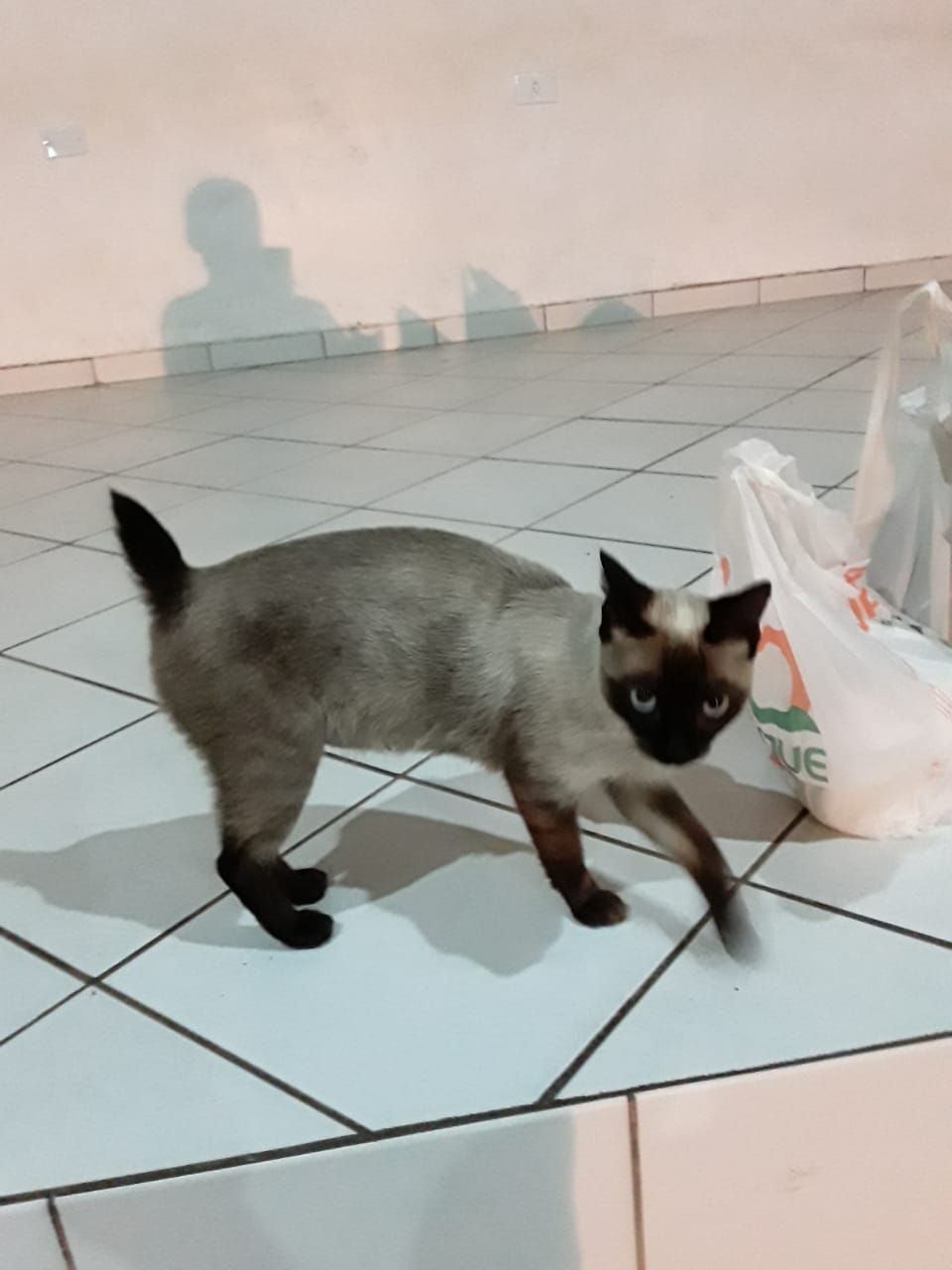 A gatinha que virou xodó de todos na escola - Foto 