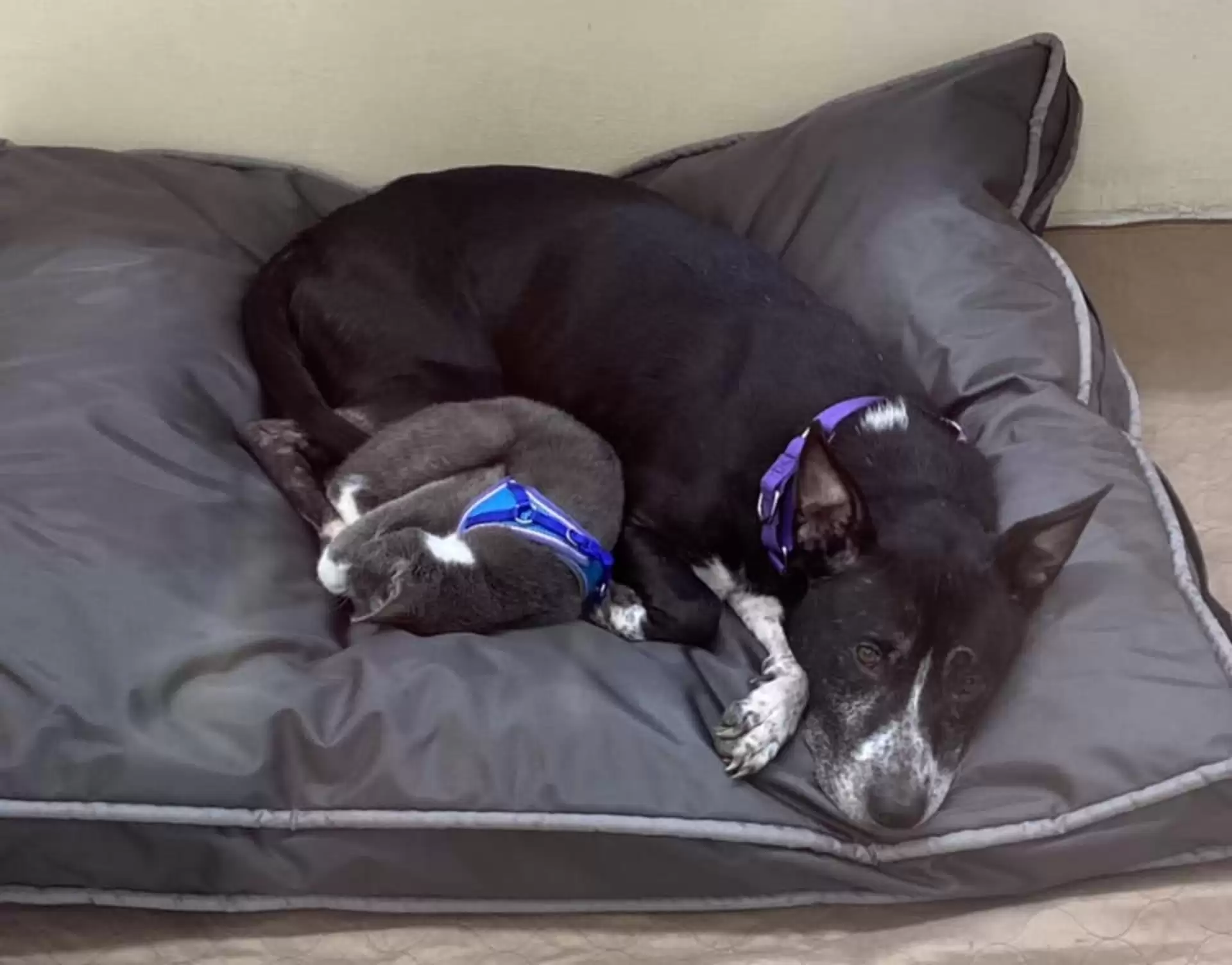 Imagina entrar na sala todos os dias e encontrar Sassy e Shadow assim? Era dessa maneira que os cuidadores do abrigo viam os dois todos os dias! Foto: Reprodução/The Dodo.