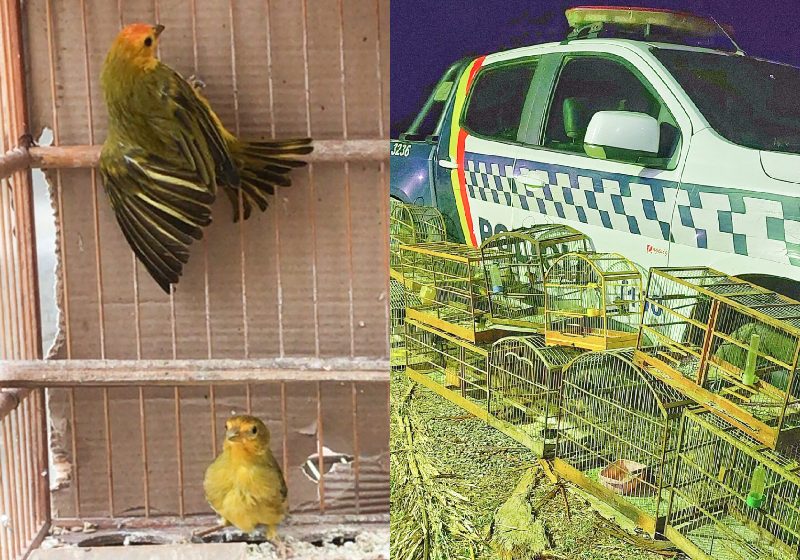 As aves são os animais silvestres mais resgatadas pelo Batalhão de Polícia Militar Ambiental do Distrito Federal (BPMA) | Fotos: Divulgação