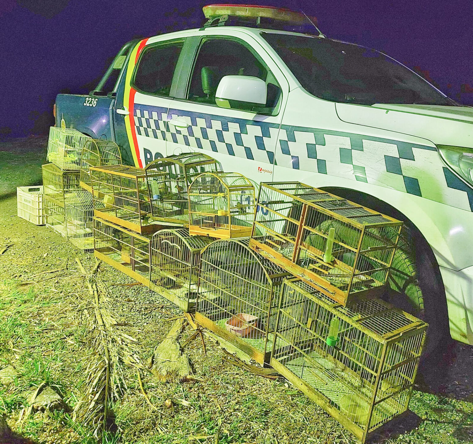 Para denúncias sobre animais silvestres, ligue para o disque 190 ou (61) 3190-5190 e 99351-5736 - Foto: divulgação