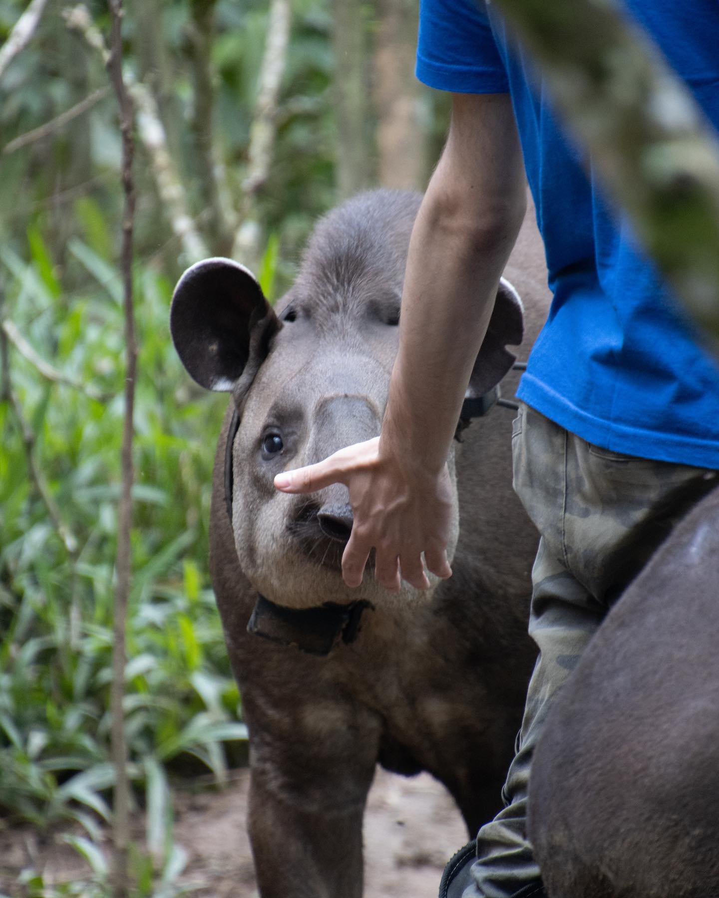 Anta-brasileira estava extinta no Rio de Janeiro há mais de 100 anos, agora a Reserva conseguiu reintroduzir o animal no local. Foto: Reprodução/Reserva Ecológica de Guapiauçu/Facebook.