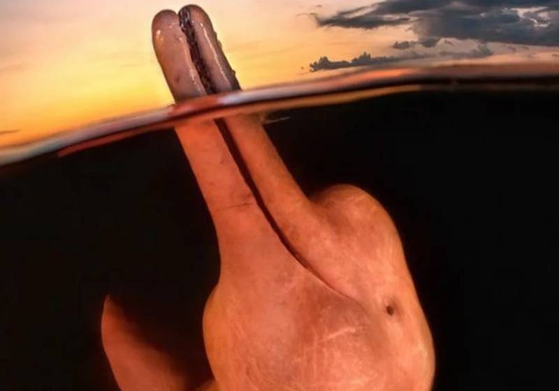 A foto do boto cor-de-rosa sorrindo serviu também como alerta para sua ameaça de extinção. - Foto: Reprodução/Instagram @katsnaps.art