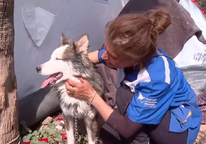 O cachorro da raça Husky, chamado Alex, foi resgatado após 23 dias do terremoto - Foto: reprodução / Twitter / Odatv