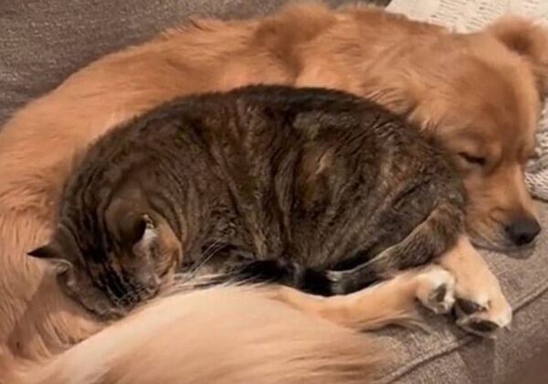 Hoje em dia, os dois bichanos não deixam de dormir bem juntinhos e quentinhos! - Foto: Reprodução/Tik Tok @nashypaws