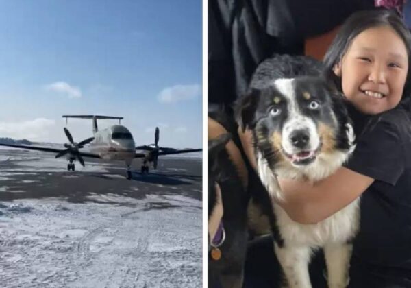 Nanuq e Starlight voltaram sãs e salvos! "Se os cães pudessem falar, ambos teriam uma história e tanto", disse Mandy. - Foto: Reprodução/Facebook