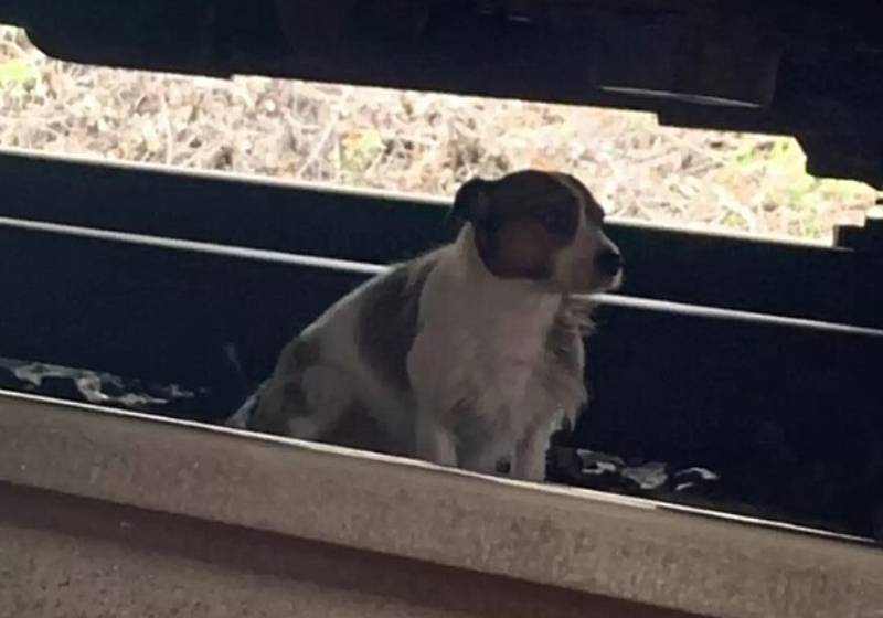 O cãozinho assustado se escondeu debaixo de um vagão, mas foi resgatado sem ferimentos pelo maquinista do trem que parou a estação inteira para salvá-lo! - Foto: Reprodução/Southeastern