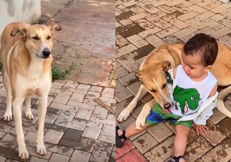 A nova babá do pedaço resolveu cuidar do bebê enquanto o pai estava ocupado. Que fofa! - Foto: Reprodução TikTok/@pitbulldraxxoficial