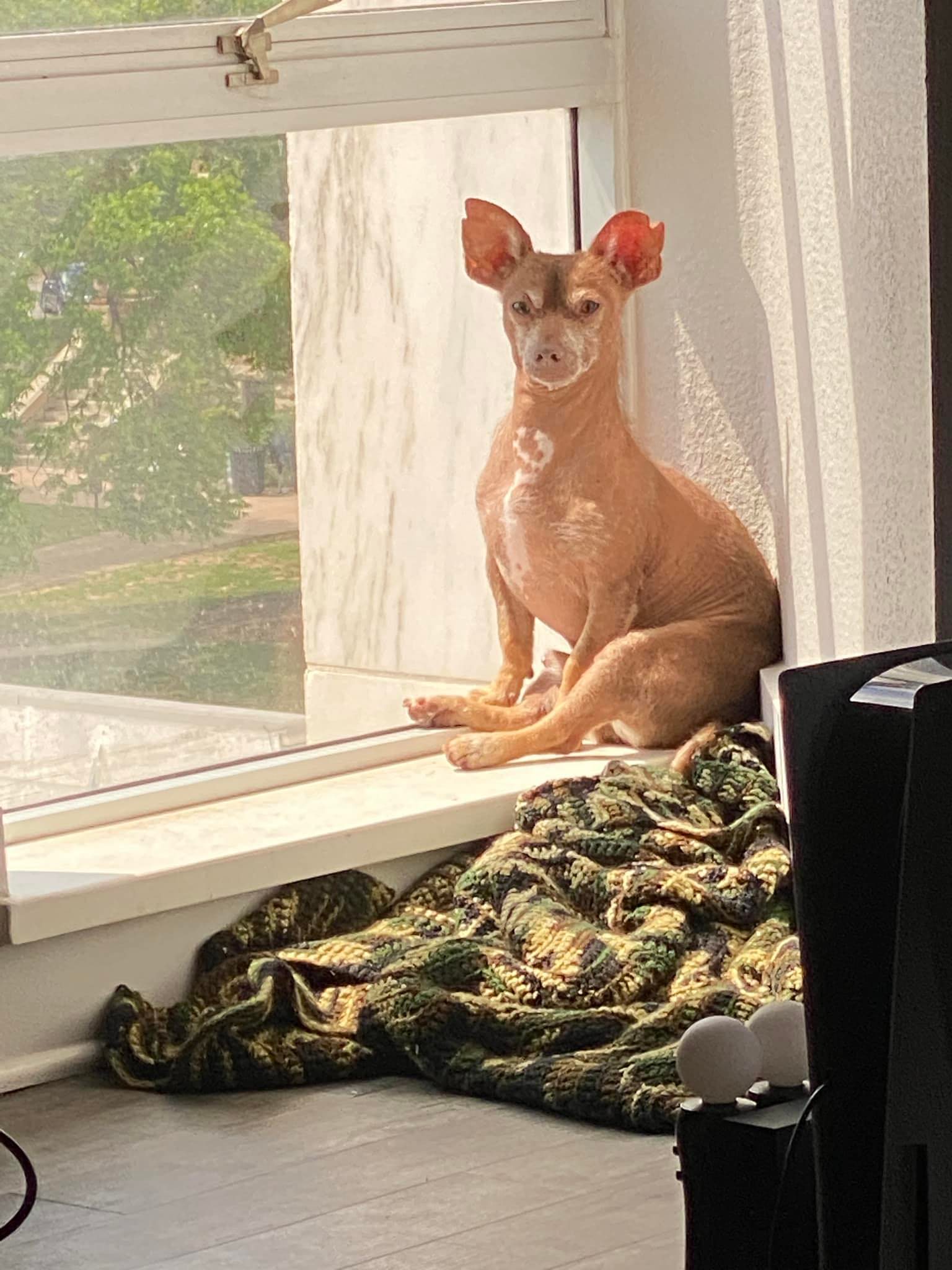 Depois de tudo que passou, Dobby tem direito a um banhinho de sol, deixa ele descansar! Foto: Reprodução/Dobby Dog/Facebook.