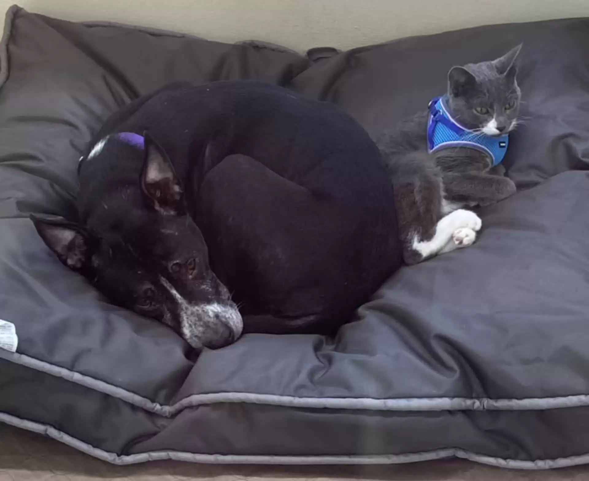 Essa amizade linda entre os dois tem muito a nos ensinar! Adotados juntos, esperamos que Sassy e Shadow vivam um bom tempo lado a lado!! Foto: Reprodução/The Dodo.