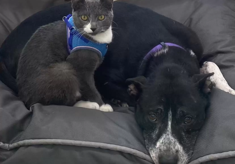 A cachorrinha Sassy e o gatinho Shadow são amigos inseparáveis! Mesmo depois de serem abandonados por sua ex-família, os dois ficaram unidos e foram adotados juntos! Foto: Reprodução/The Dodo.