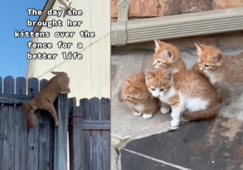 A gata pulou a cerca e levou os filhotes na boca, um por um, para a casa do vizinho querido - Fotos: reprodução / TikTok