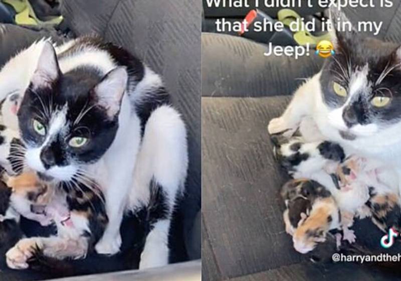 A gata precisava de um local seguro e quentinho para ter seus filhotes e o Jeep de Eva foi a solução! - Foto: Reprodução/TikTok @evafox