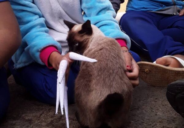 A criançada adora brincar com a felina, que desce todos os dias para receber mimos! - Foto: Arquivo pessoal