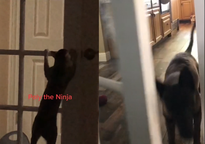 A duplinha formada pela gatinha Poly e a cachorrinha Mila, é capaz de abrir qualquer uma das portas da casa da tutora! E ela pode provar! Foto: Reprodução/@madelinemahallati/TikTok.