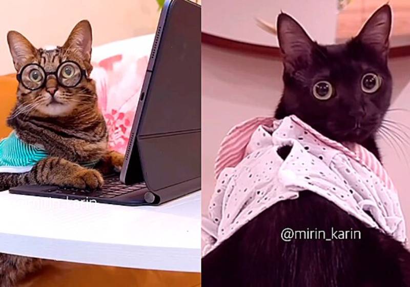 Para conquistar a fêmea que só gostava de caras musculosos, o gatinho fora de forma desenhou uma barriga tanquinho! - Foto: Reprodução/Instagram @MiriKari