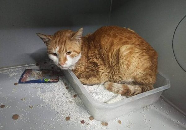 Agora, o felino será retirado das ruas e poderá viver uma vida com muitos petiscos! - Foto: Reprodução/Orhangazi TV