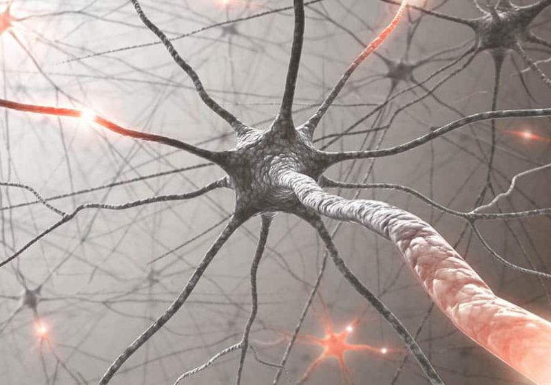 Pesquisadores descobriram que é possível gerar novos neurônios e isso pode ajudar pacientes com Parkinson e Alzheimer. Foto: Reprodução/Portal Drauzio Varella.