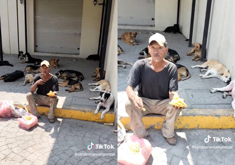Apesar das profundas dificuldades que enfrenta vivendo na rua, o vovô afirma que seus 60 cachorrinhos sempre se alimentam primeiro que ele. Foto: Reprodução/@landomanuelgonzal/TikTok.