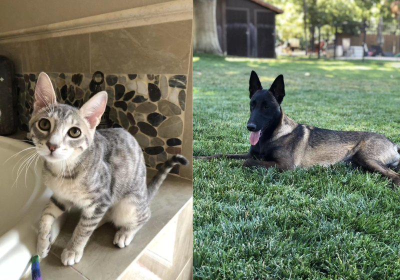 Não se deixem levar pela carinha de anjo, essas duas meliantes podem abrir a porta de sua casa num piscar de olhos. Foto: Reprodução/Arquivo Pessoal (Madeline T Stevens-Saadeh).