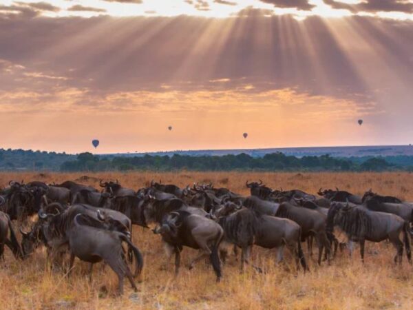 A vida selvagem no Quênia impressiona até mesmo os biólogos. - Foto: ISTOCK