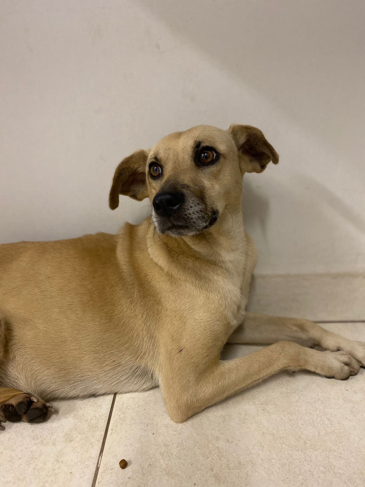 Tremendo muito, a cadelinha estava morrendo de medo de seres humanos. Se você conhece ela entre em contato com algum dos telefones na matéria! Foto: Reprodução/Whatsapp.