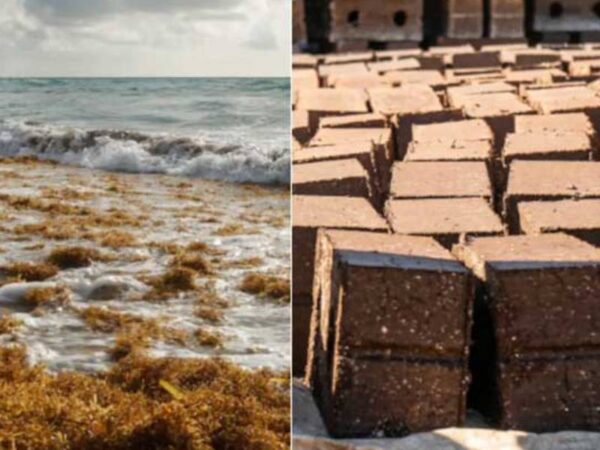 Por terem uma alta durabilidade, os blocos feitos de algas impressionaram diversas organizações ambientais pelo mundo! - Foto: SargaBlock