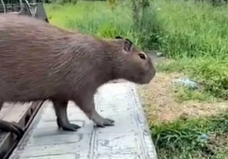 Os bombeiros resgataram a capivara que estava escondida em um banheiro após ser apedrejada por alguns moradores de Minas Gerais - Foto: reprodução Cerqueiras Notícias