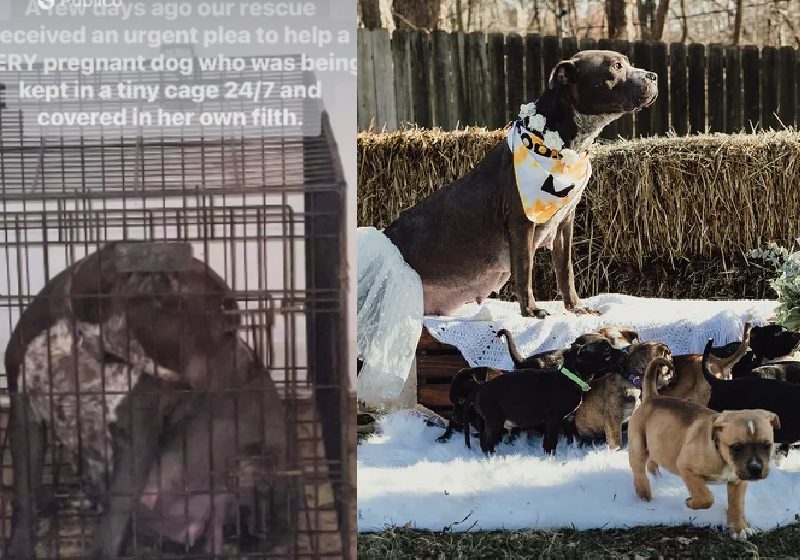 A mamãe pitbull, resgatada grávida em uma gaiola, teve seus 12 filhotinhos como merecia, depois de ser resgatada por uma ONG - Fotos: reprodução Facebook / LAUREN GREY AT WILD FYRE CO.