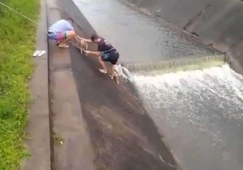 Cinco homens desconhecidos salvam os cachorrinhos do canal e são considerados heróis. - Foto: reprodução Jornal da Paraíba