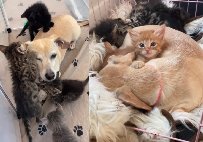 Kona é uma cadela caramelo que havia sido abandonada. Agora ela é ela adotou 7 gatinhos que também foram abandonados - Fotos: reprodução / Instagram