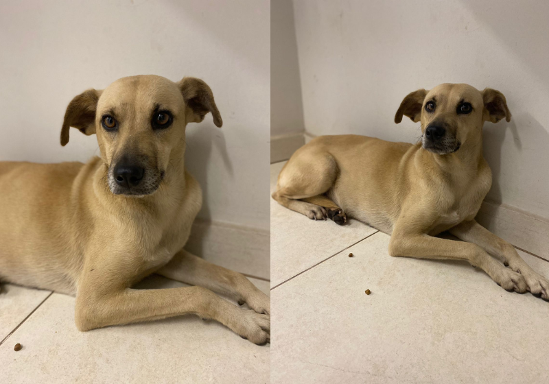 A cachorrinha estava muito assustada quando invadiu o condomínio, mas a ação dos moradores pode ajudar a achar um tutor para ela! Foto: Reprodução/Whatsapp.